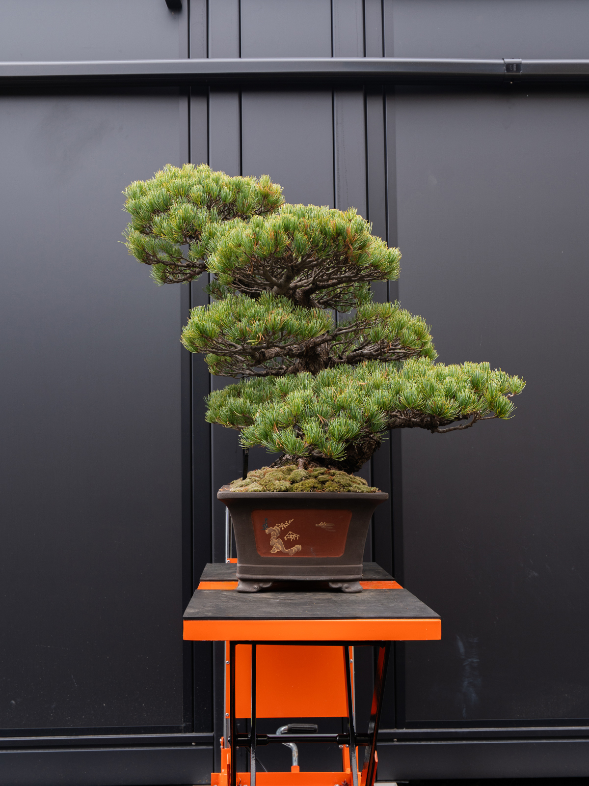 五葉松(大) - 画像 (2)