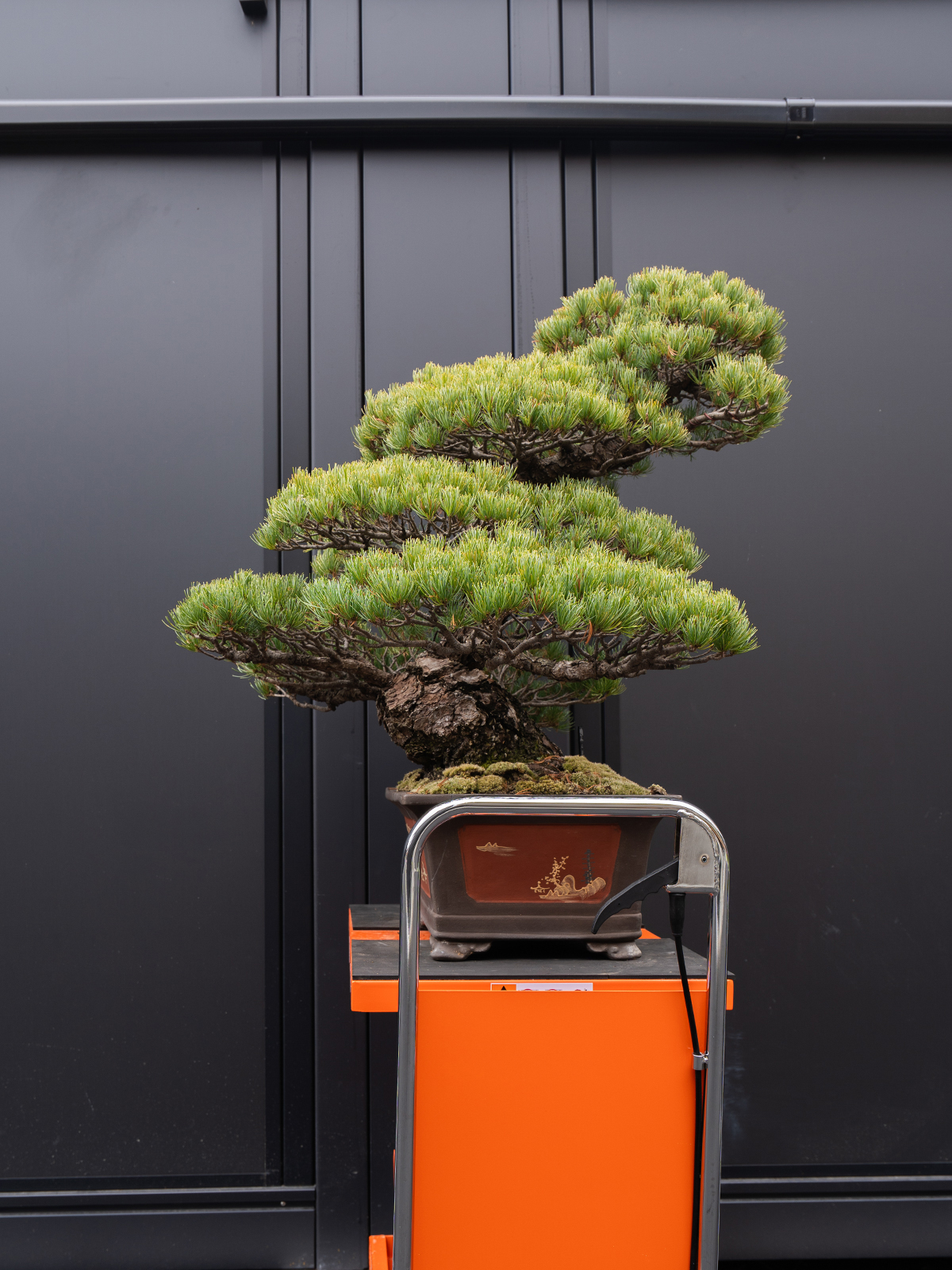 五葉松(大) - 画像 (4)