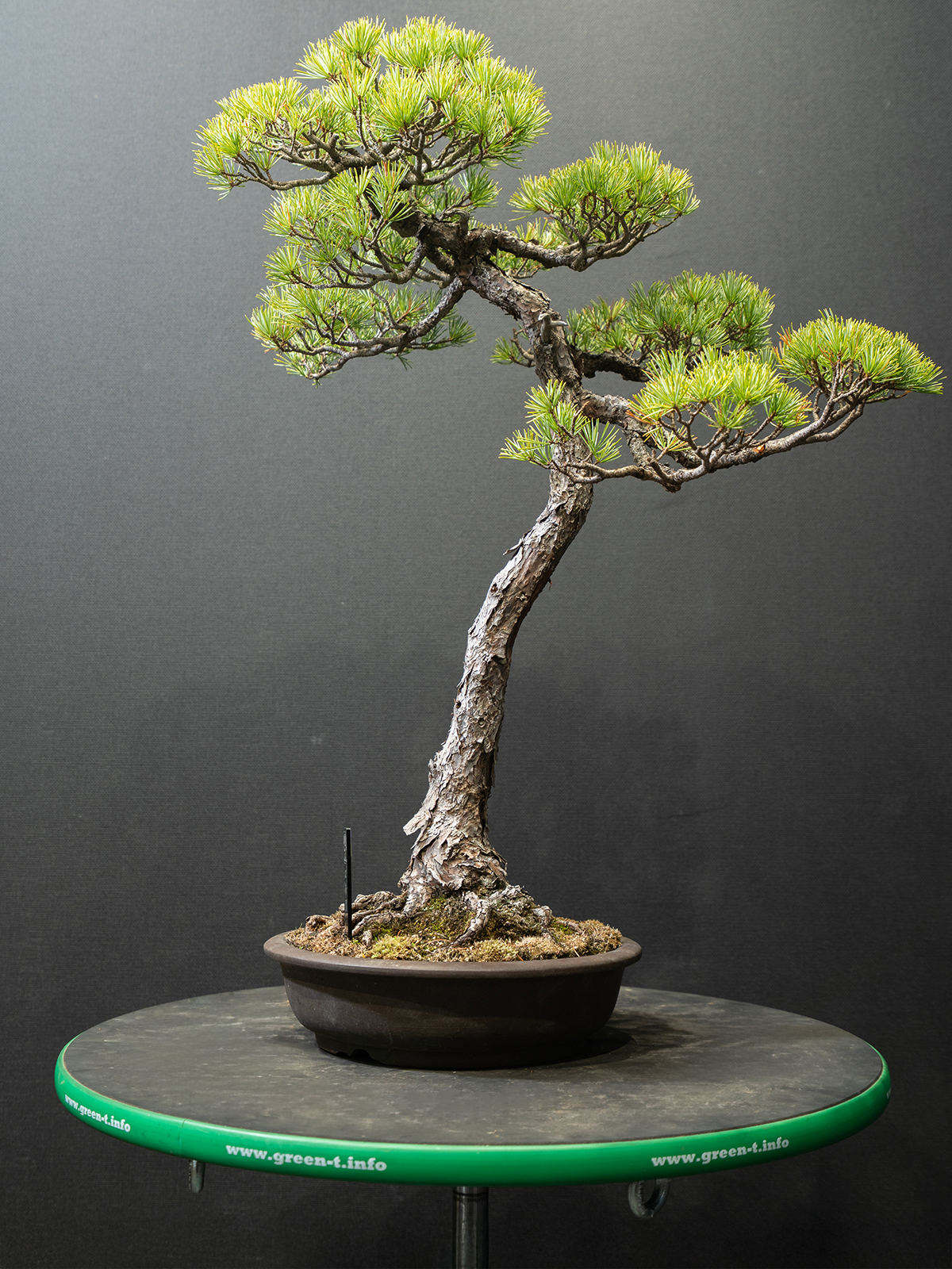 五葉松(中) - 画像 (2)