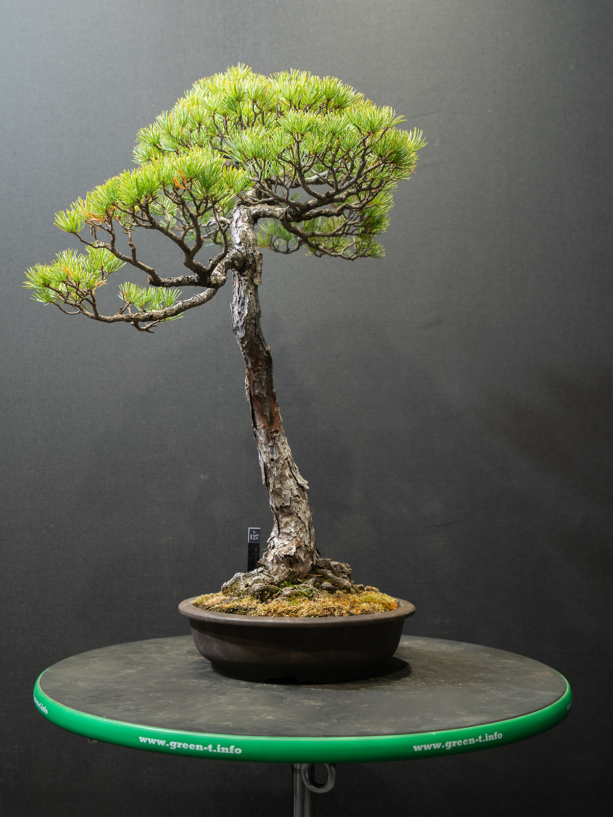 五葉松(中) - 画像 (3)