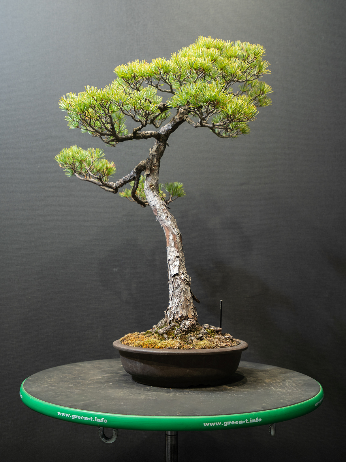 五葉松(中) - 画像 (4)