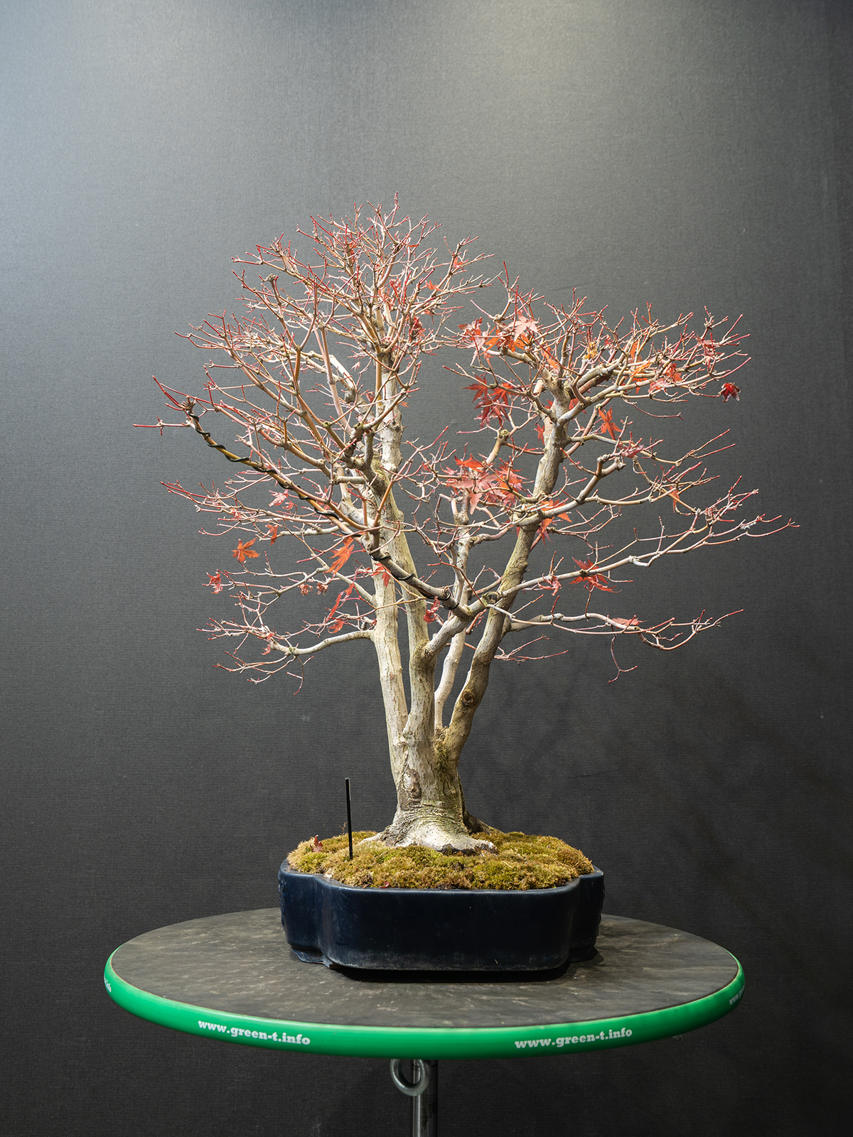 紅葉(大) - 画像 (2)