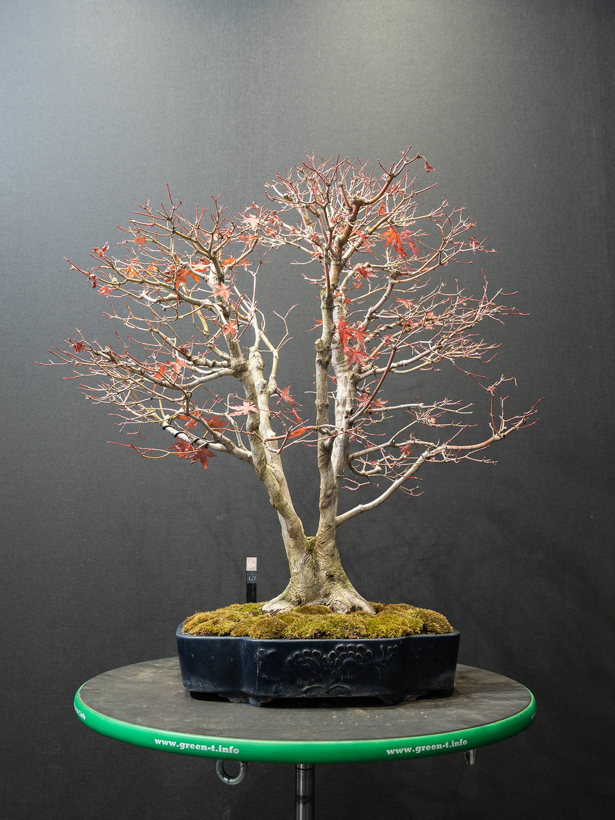 紅葉(大) - 画像 (3)