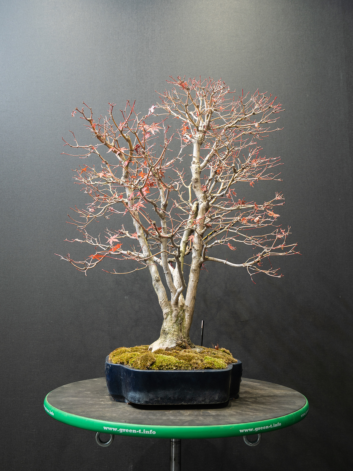 紅葉(大) - 画像 (4)