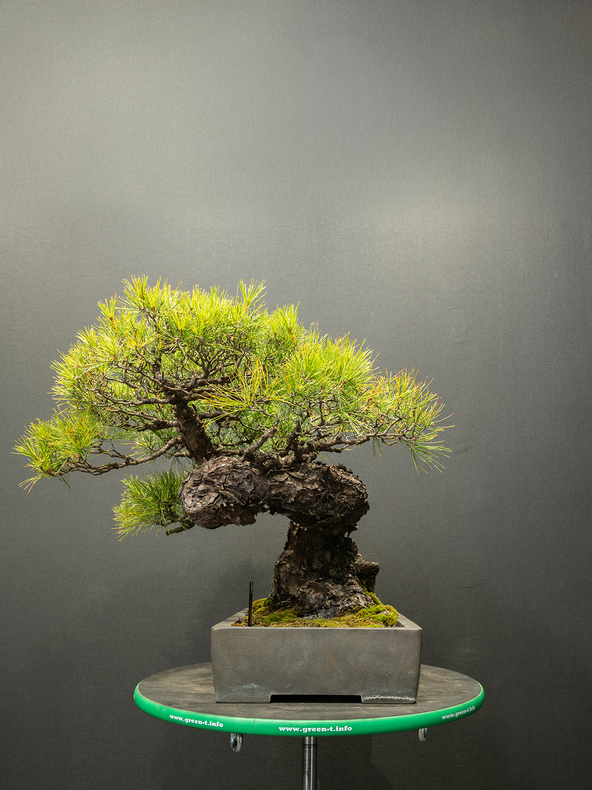 赤松(中) - 画像 (2)