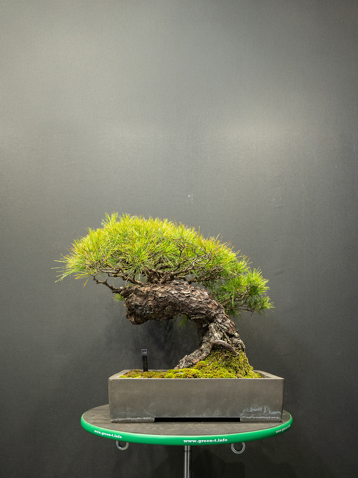 赤松(中) - 画像 (3)