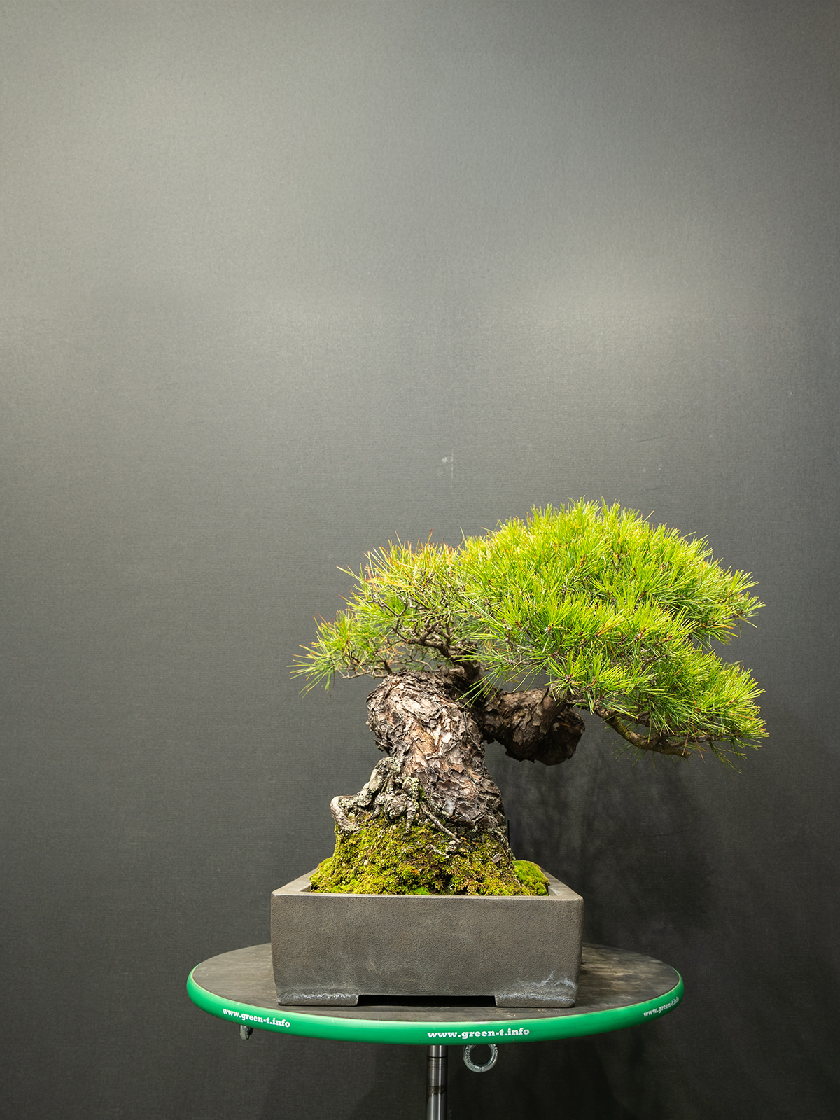 赤松(中) - 画像 (4)