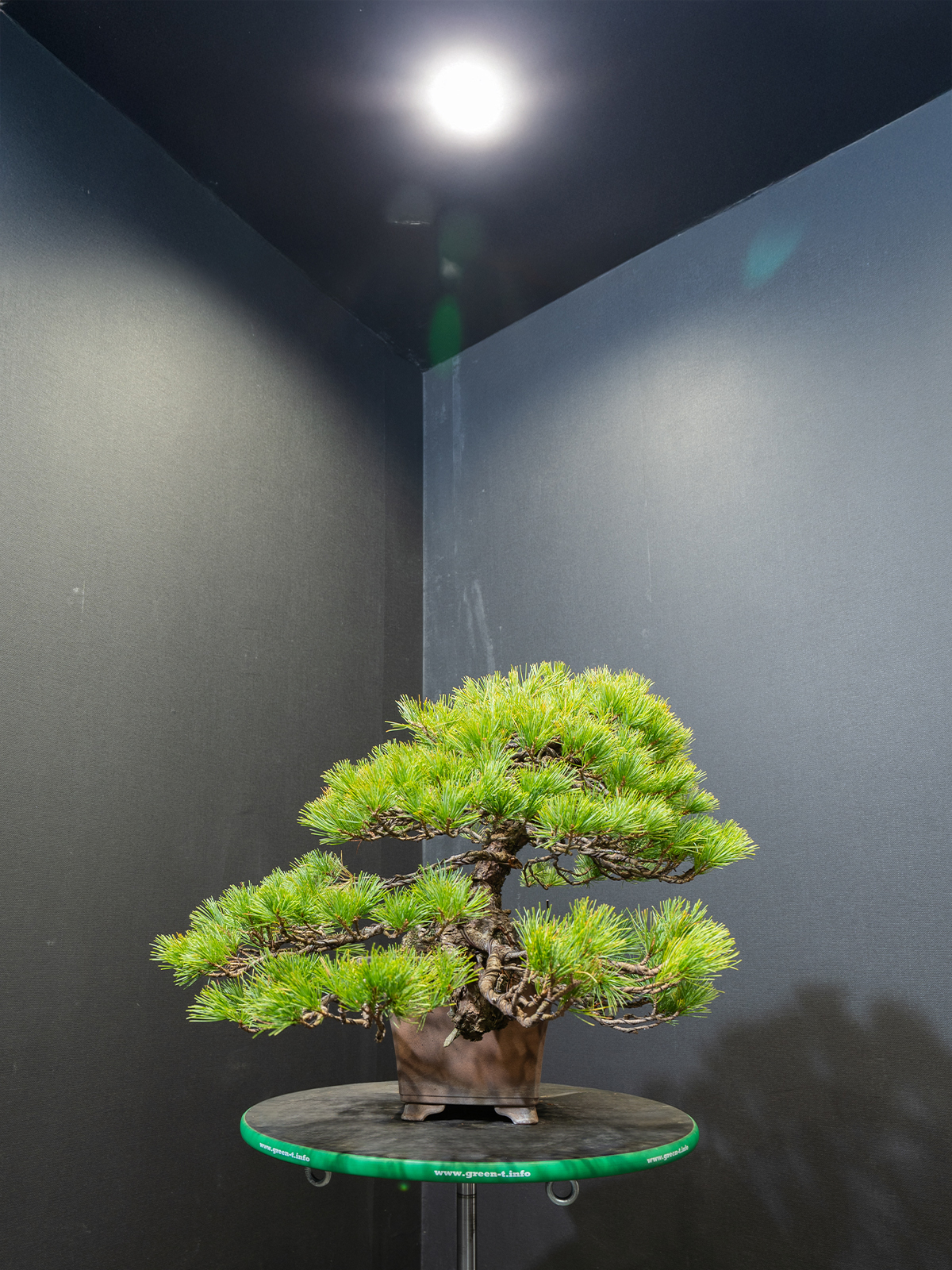 五葉松(中) - 画像 (4)