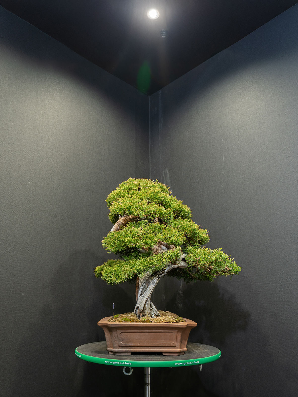 真柏(大) - 画像 (2)