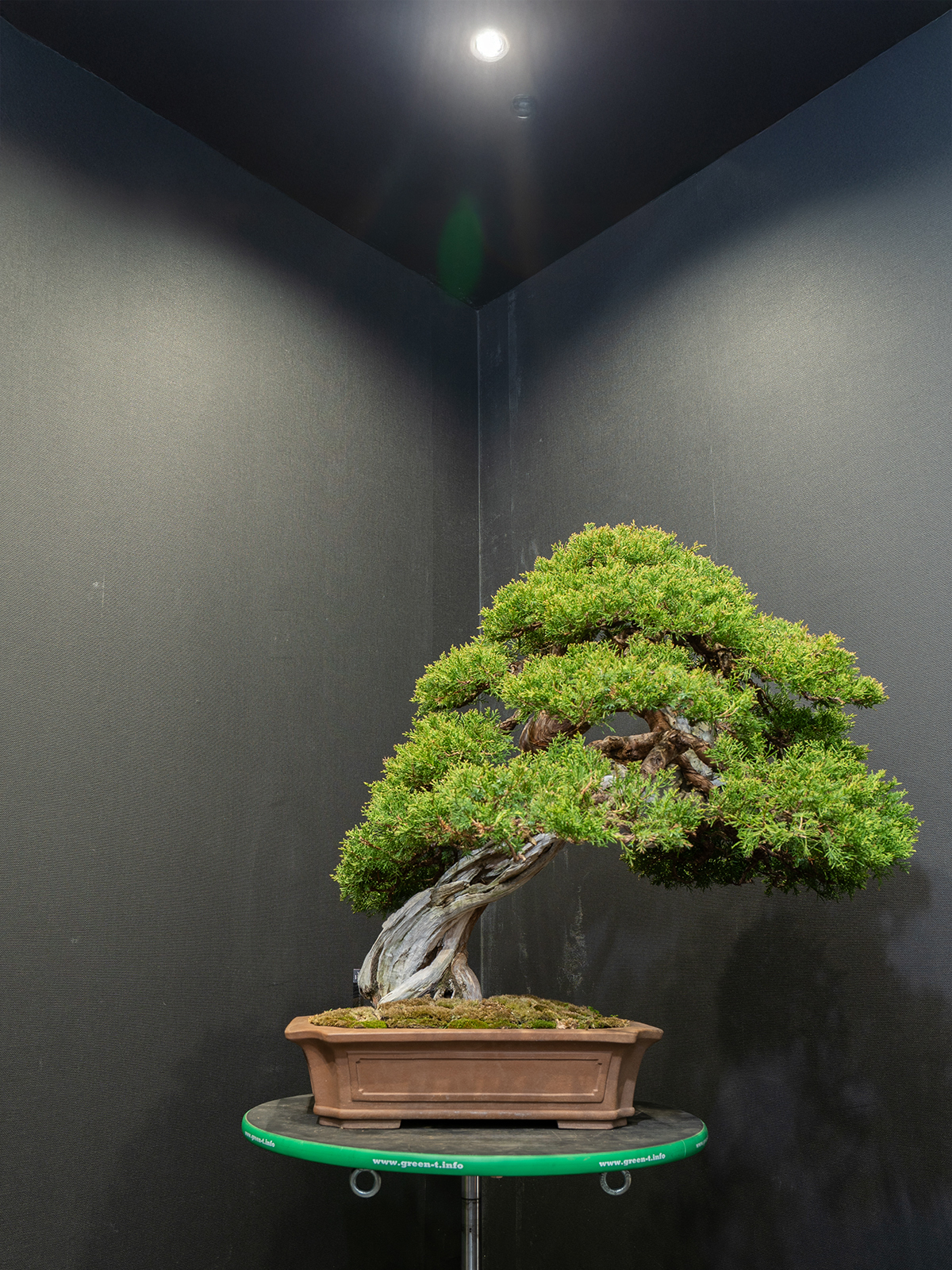 真柏(大) - 画像 (3)