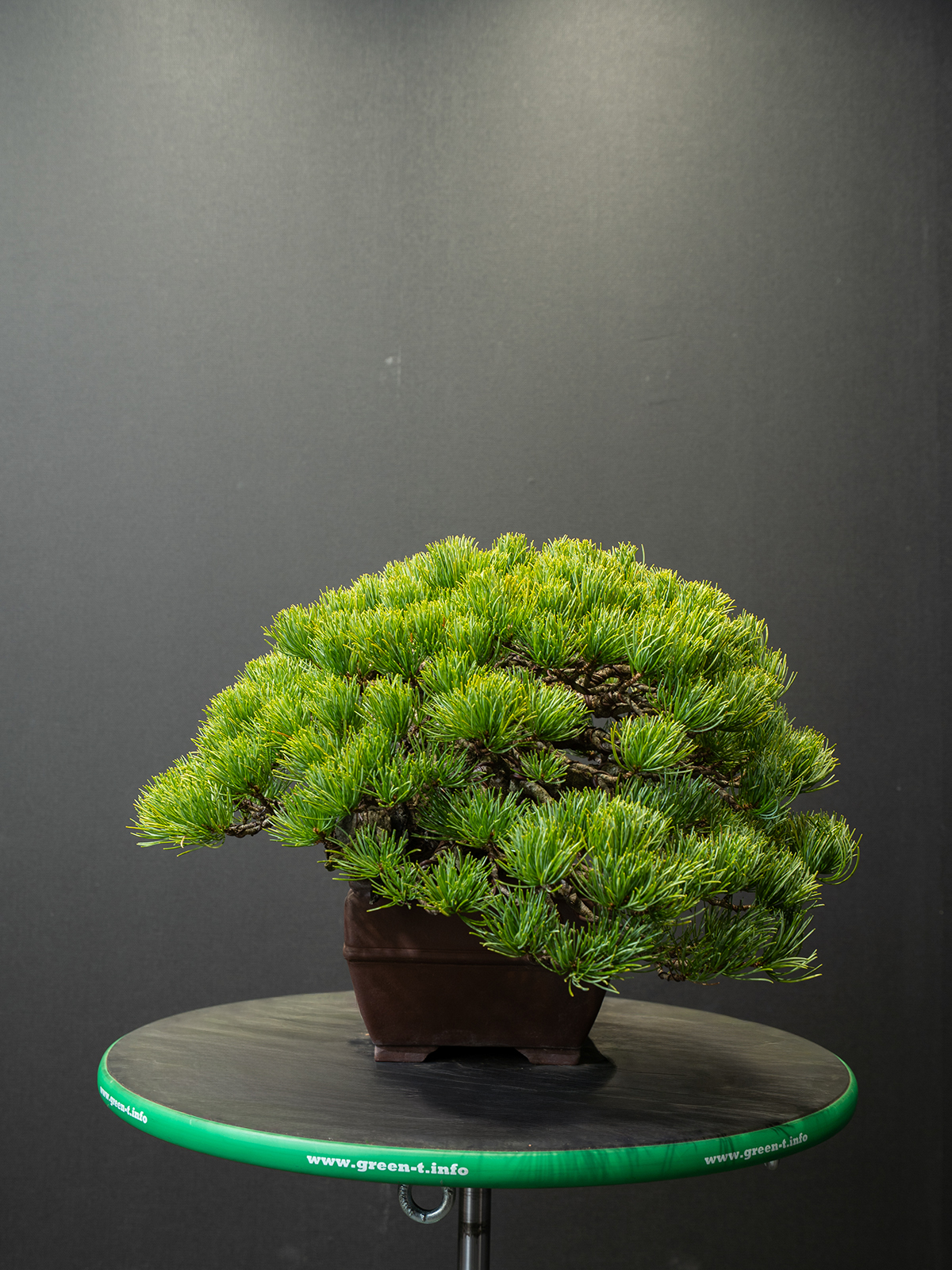 五葉松(中) - 画像 (2)