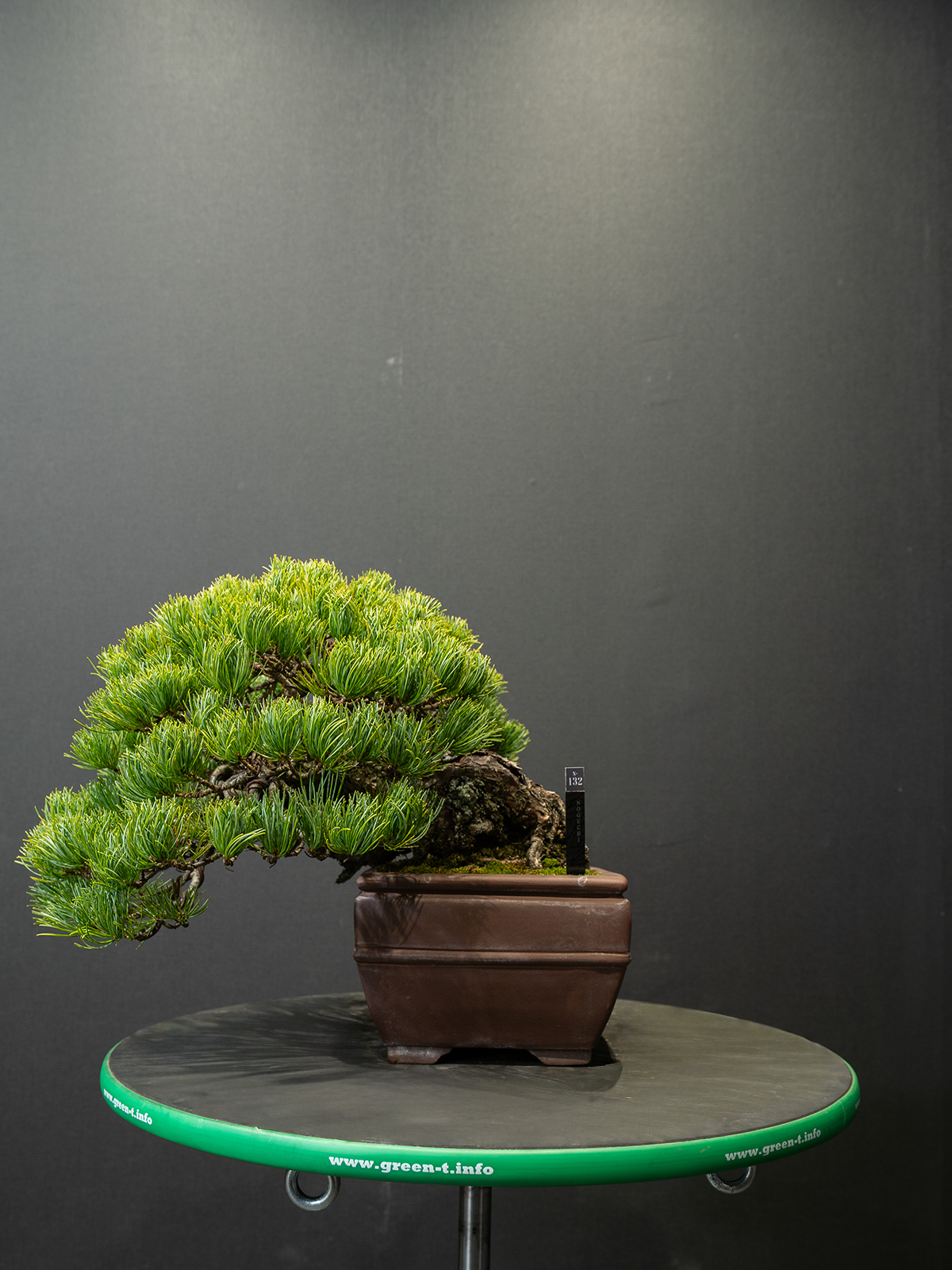 五葉松(中) - 画像 (3)