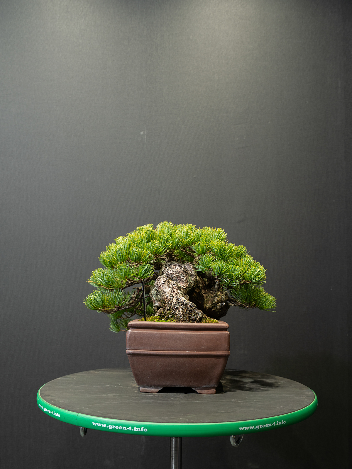 五葉松(中) - 画像 (4)