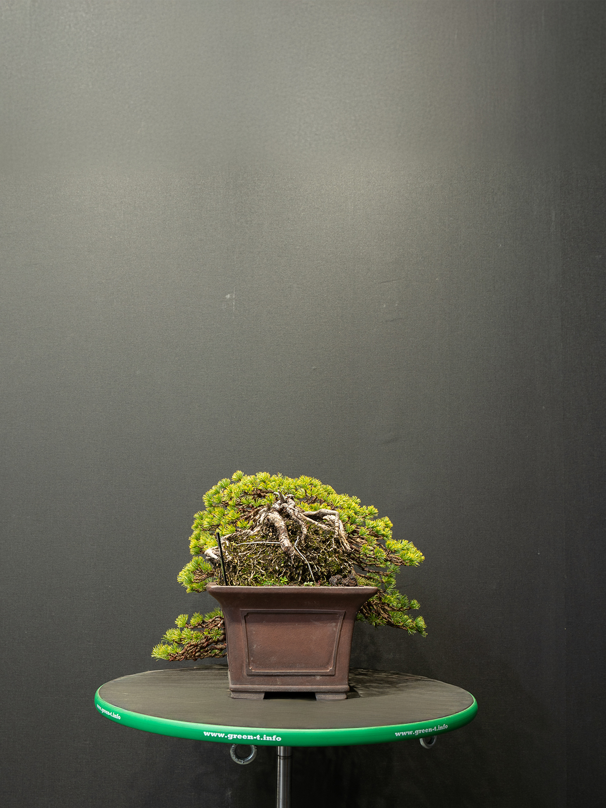 五葉松(中) - 画像 (2)