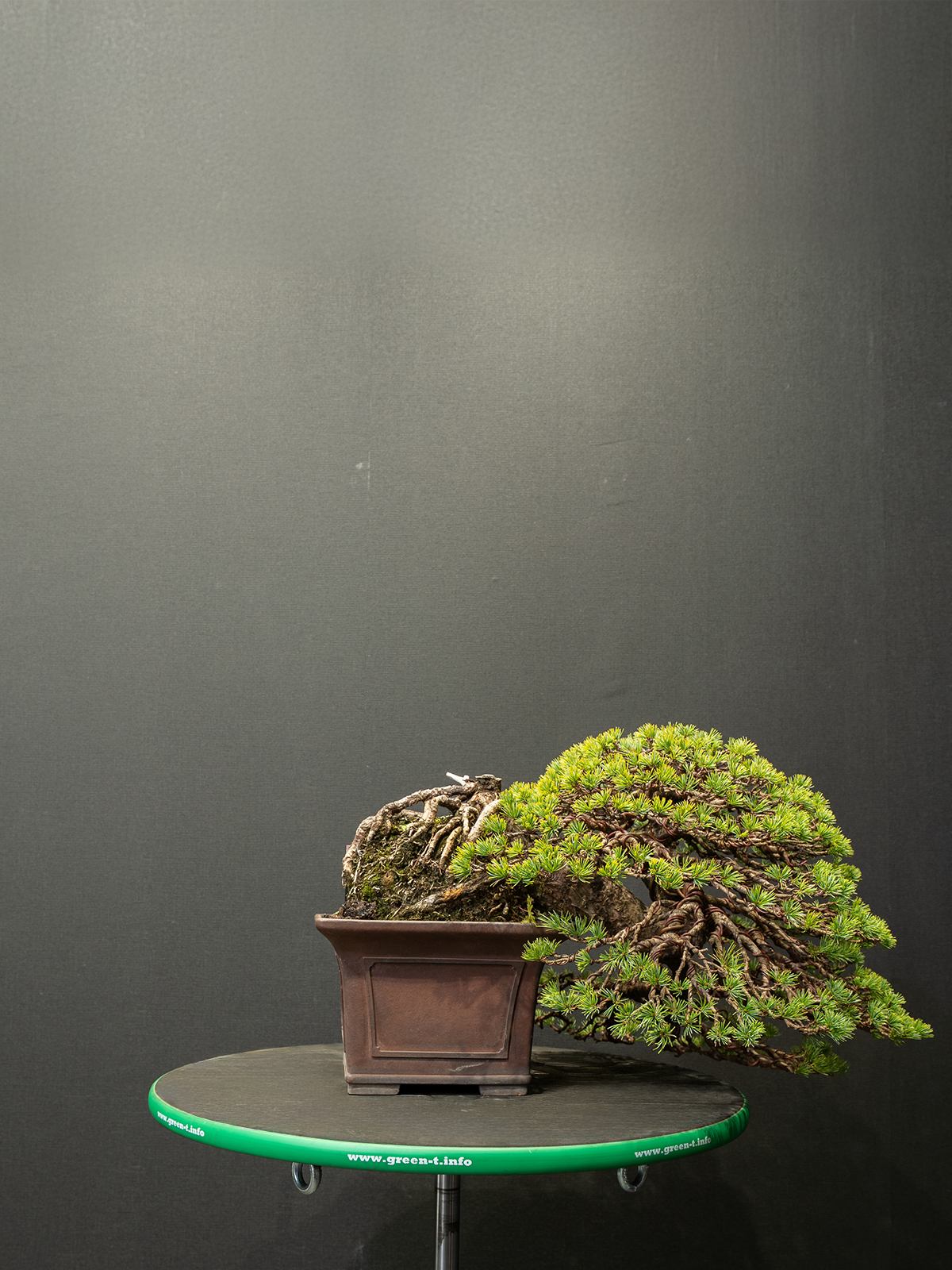 五葉松(中) - 画像 (3)