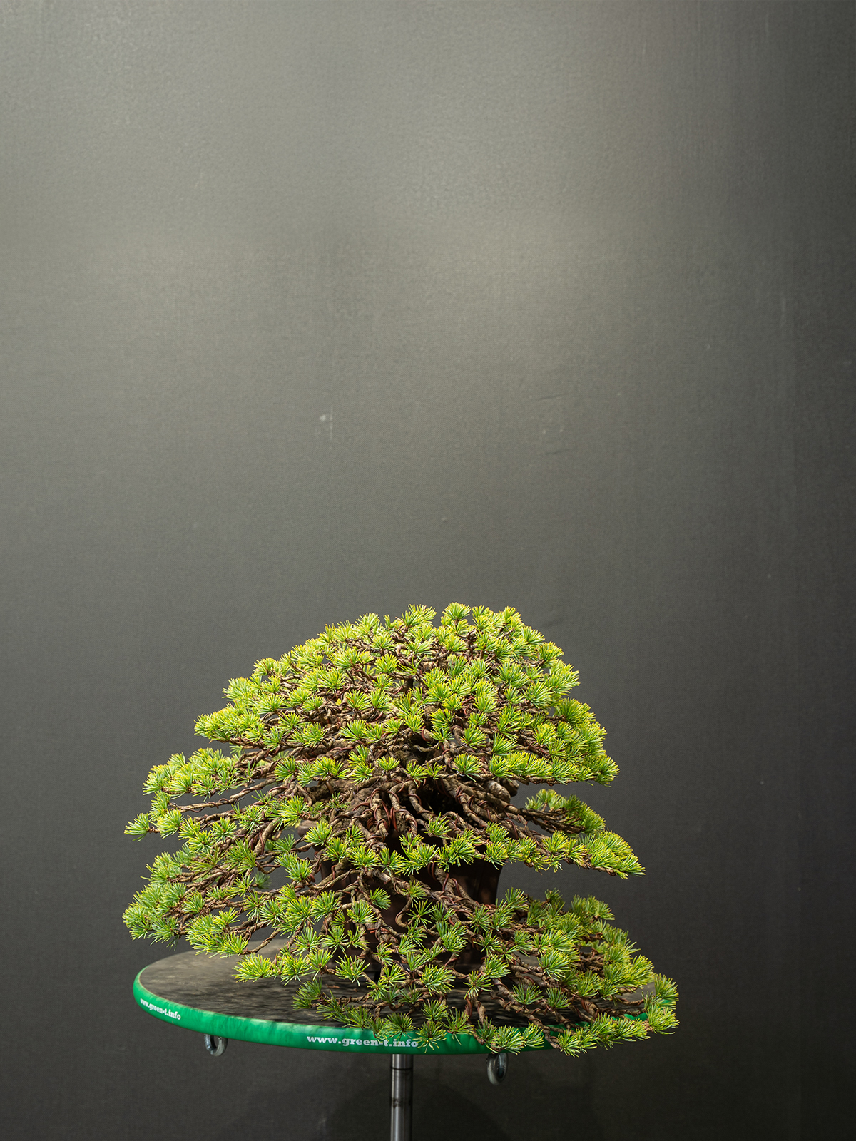 五葉松(中) - 画像 (4)