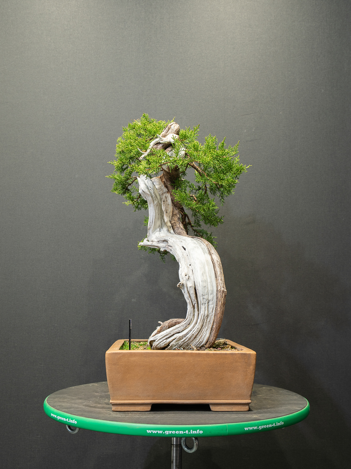 真柏(中) - 画像 (2)