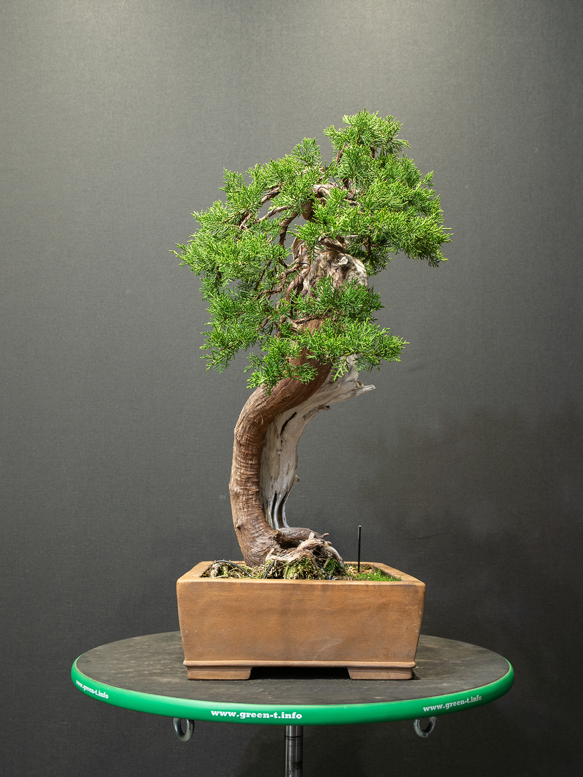 真柏(中) - 画像 (4)