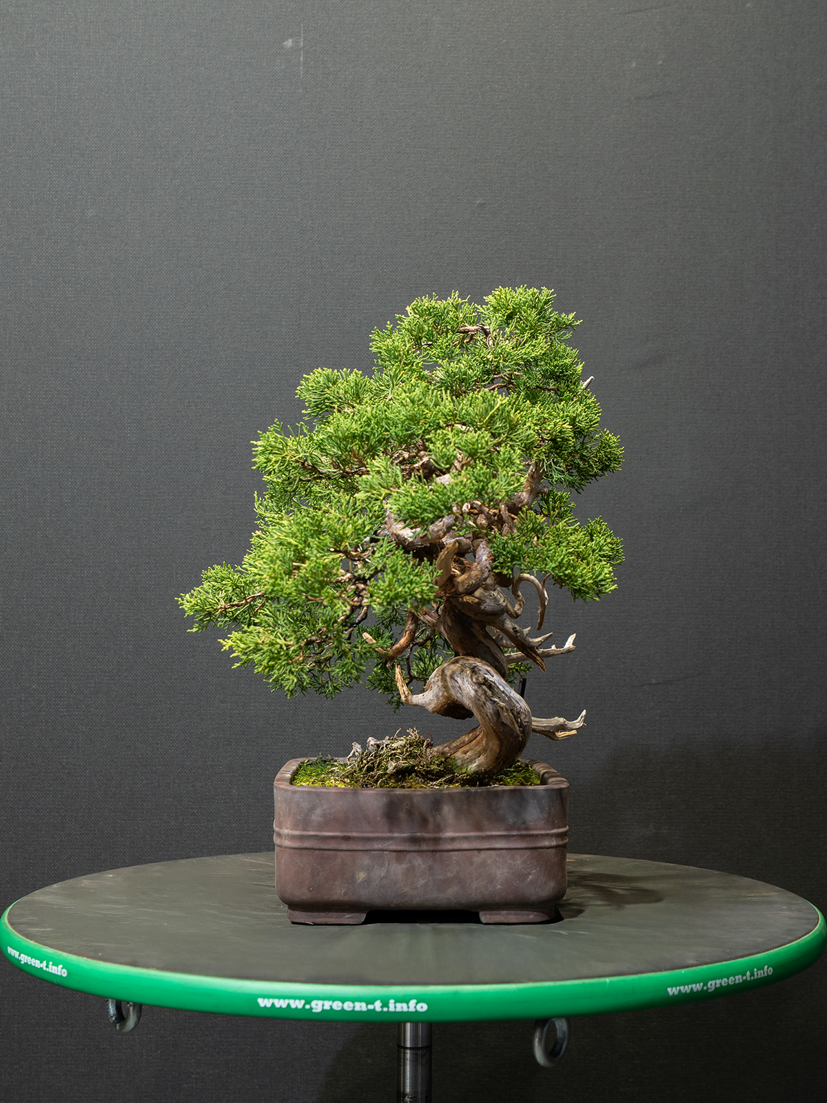 真柏(小) - 画像 (2)