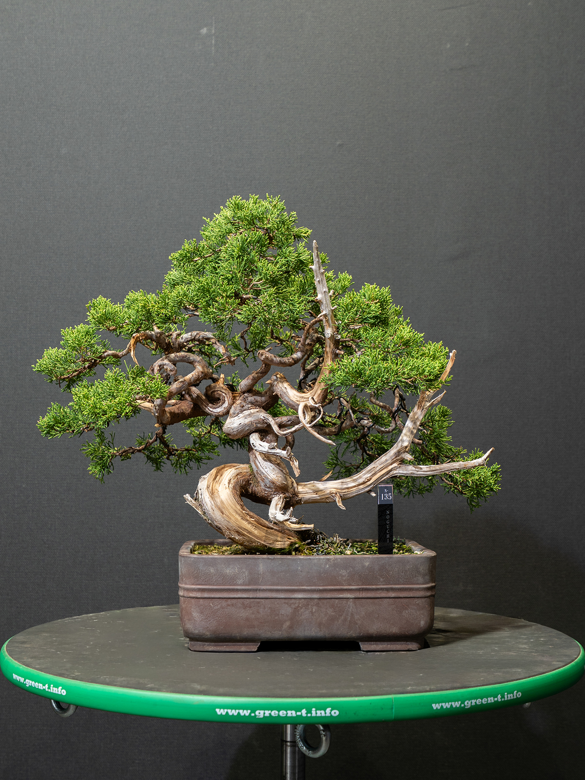 真柏(小) - 画像 (3)