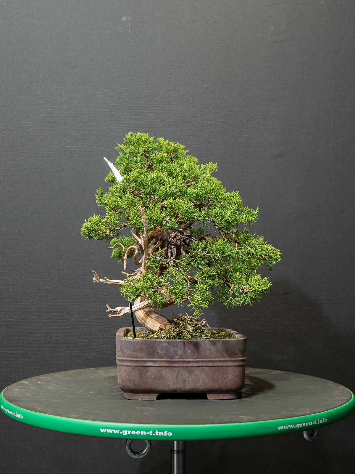 真柏(小) - 画像 (4)