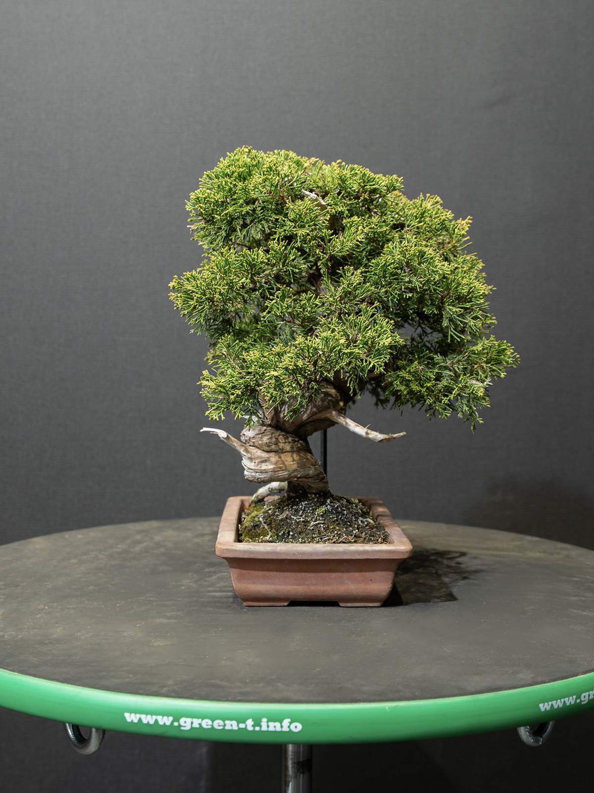 真柏(小) - 画像 (2)