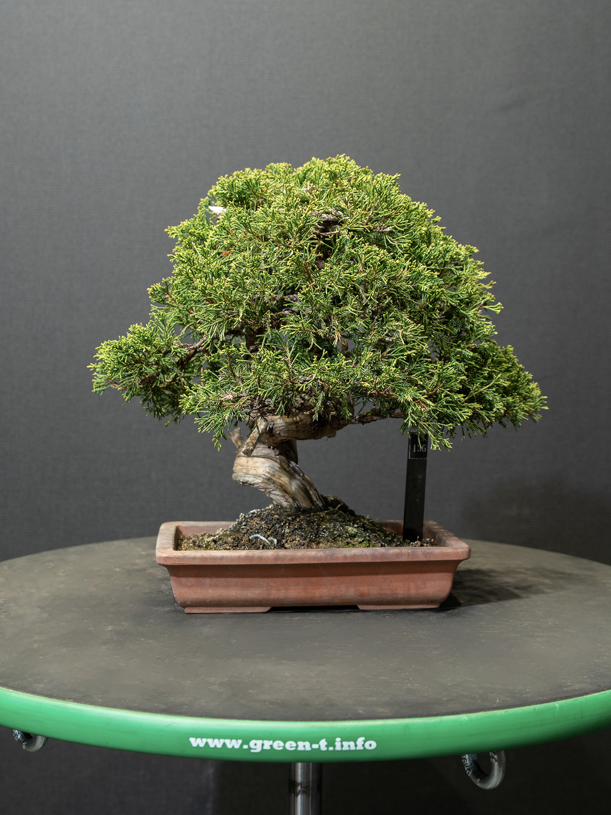 真柏(小) - 画像 (3)