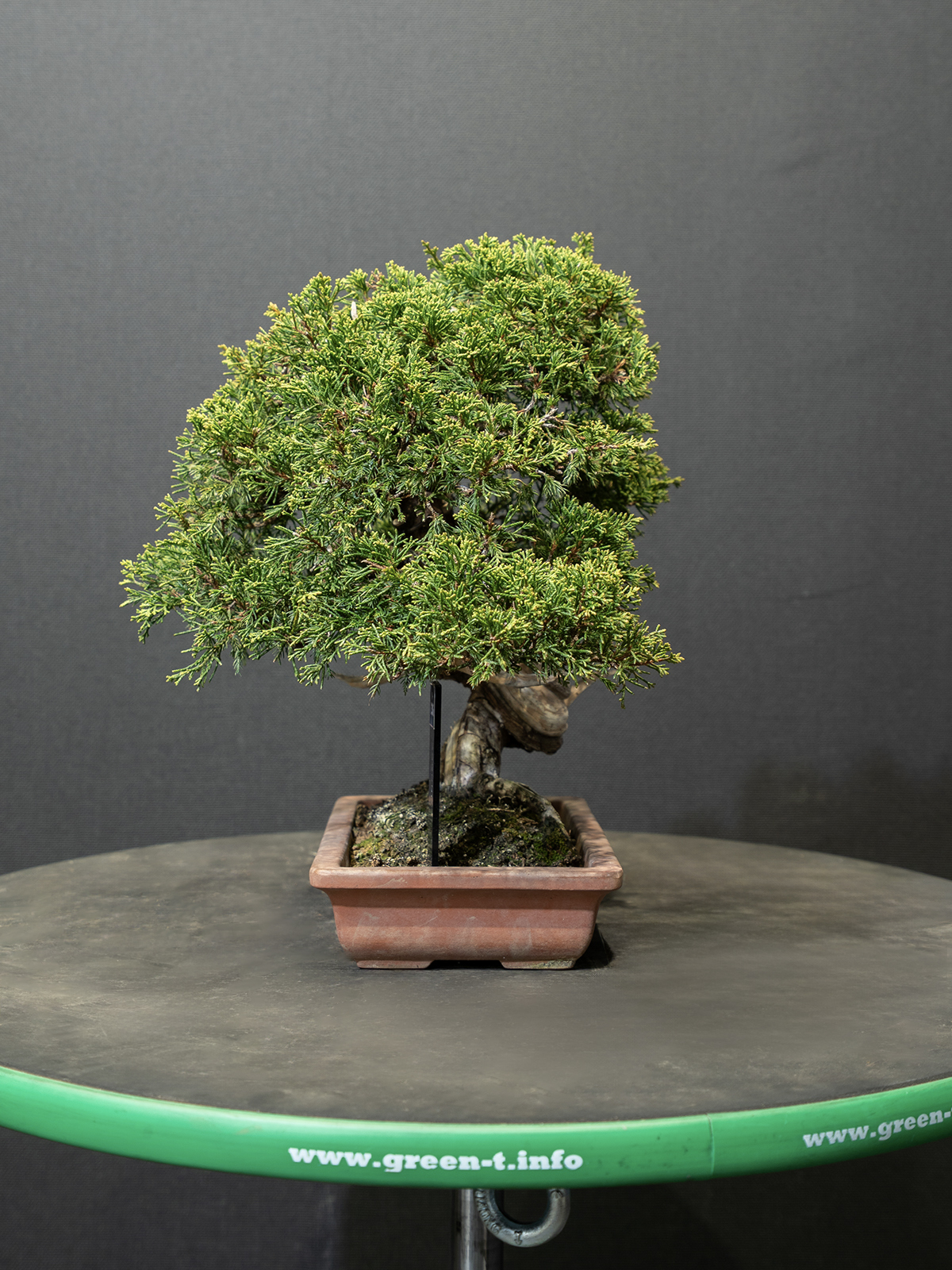 真柏(小) - 画像 (4)