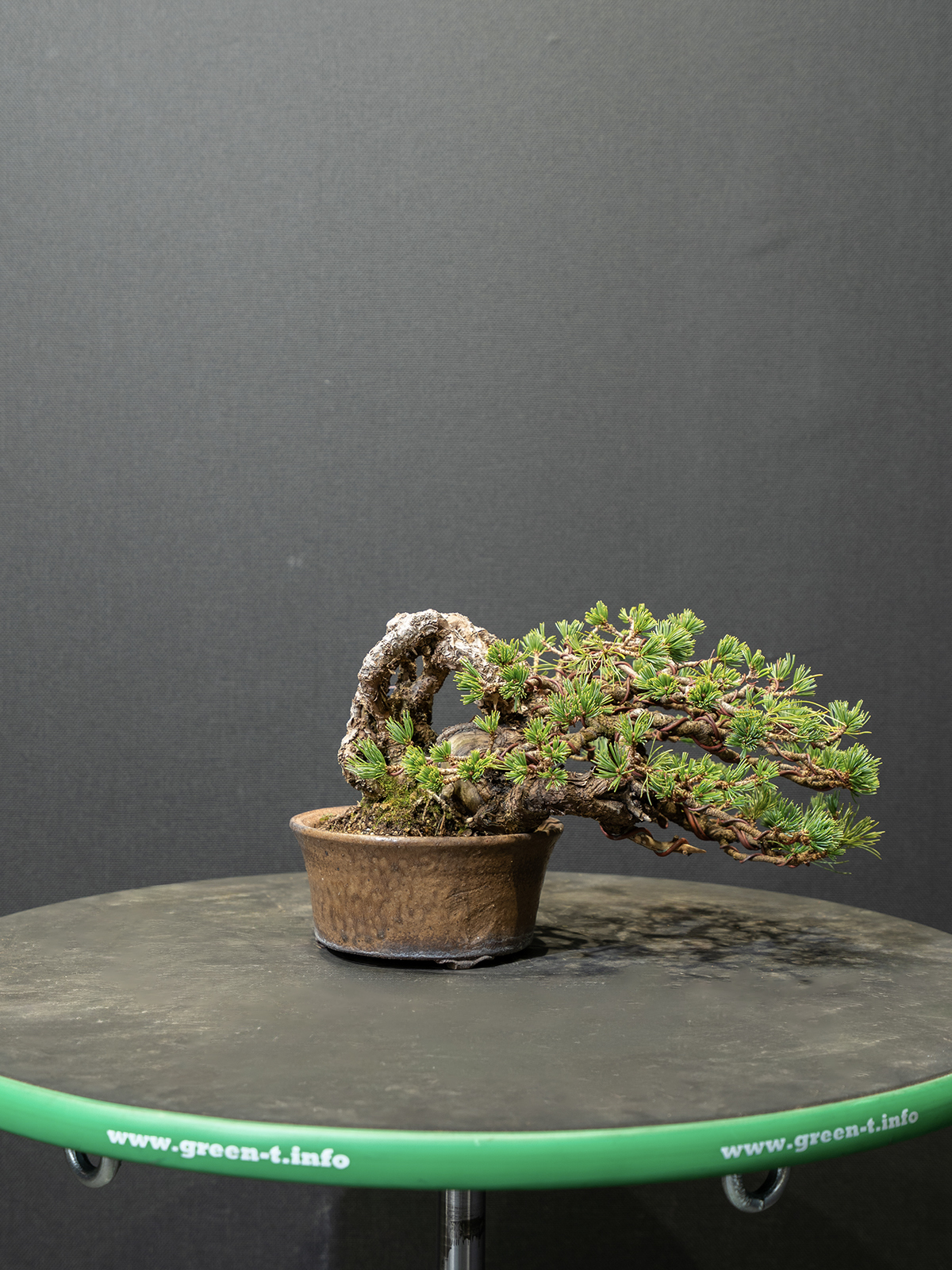 五葉松(小) - 画像 (3)