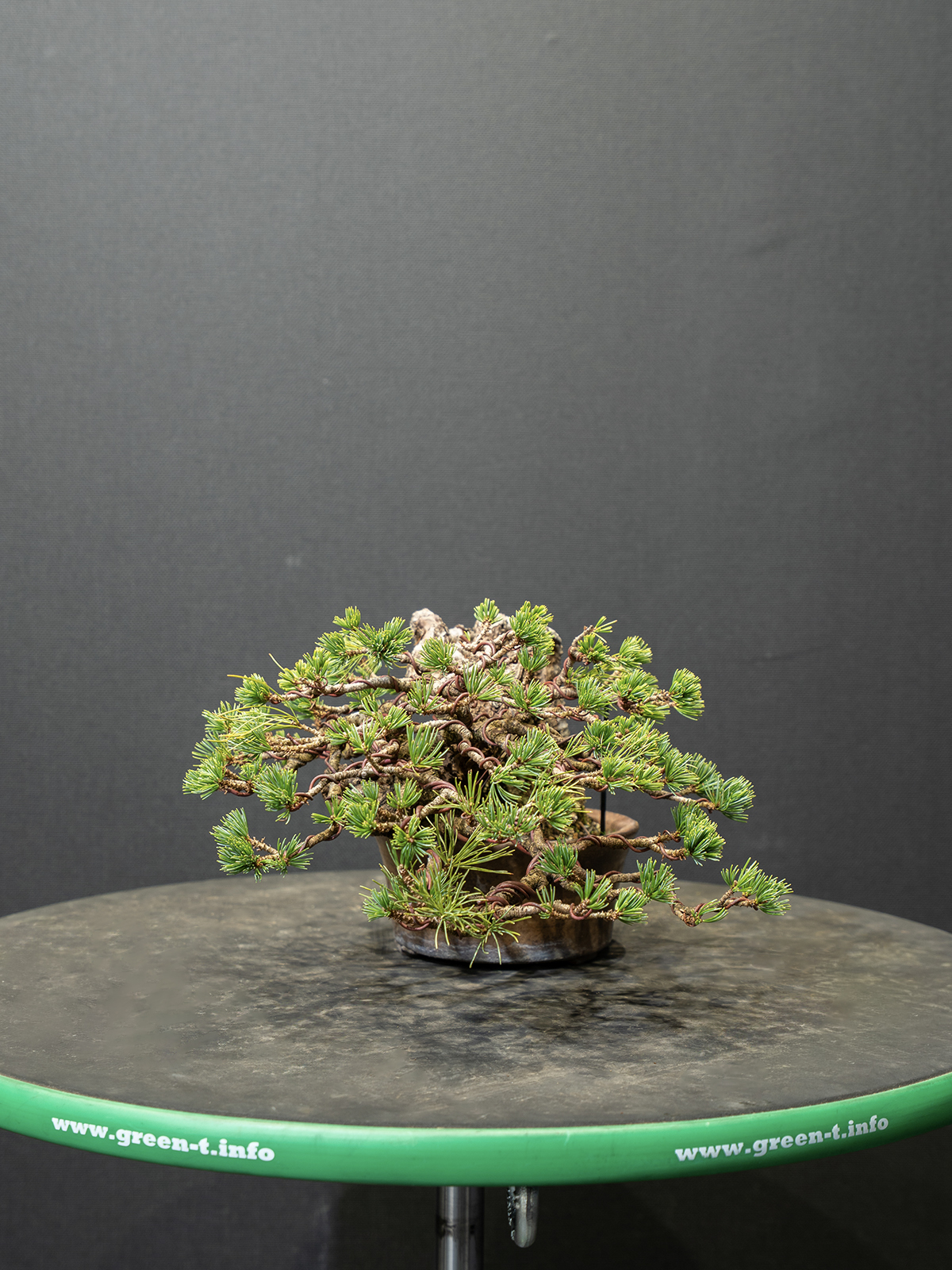 五葉松(小) - 画像 (4)