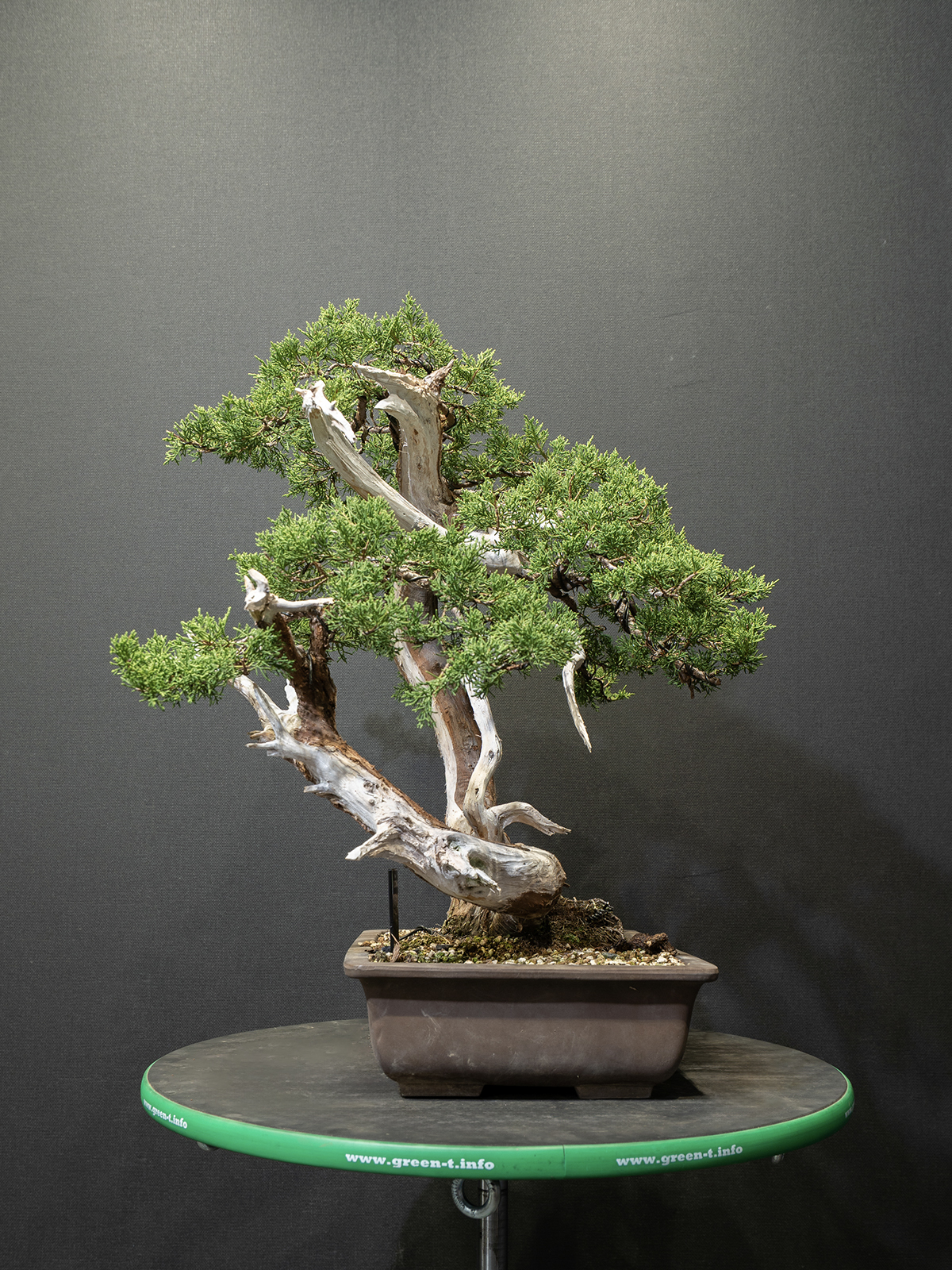 真柏(中) - 画像 (2)