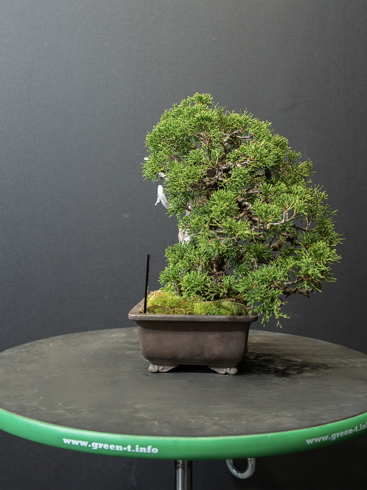 真柏(小) - 画像 (2)