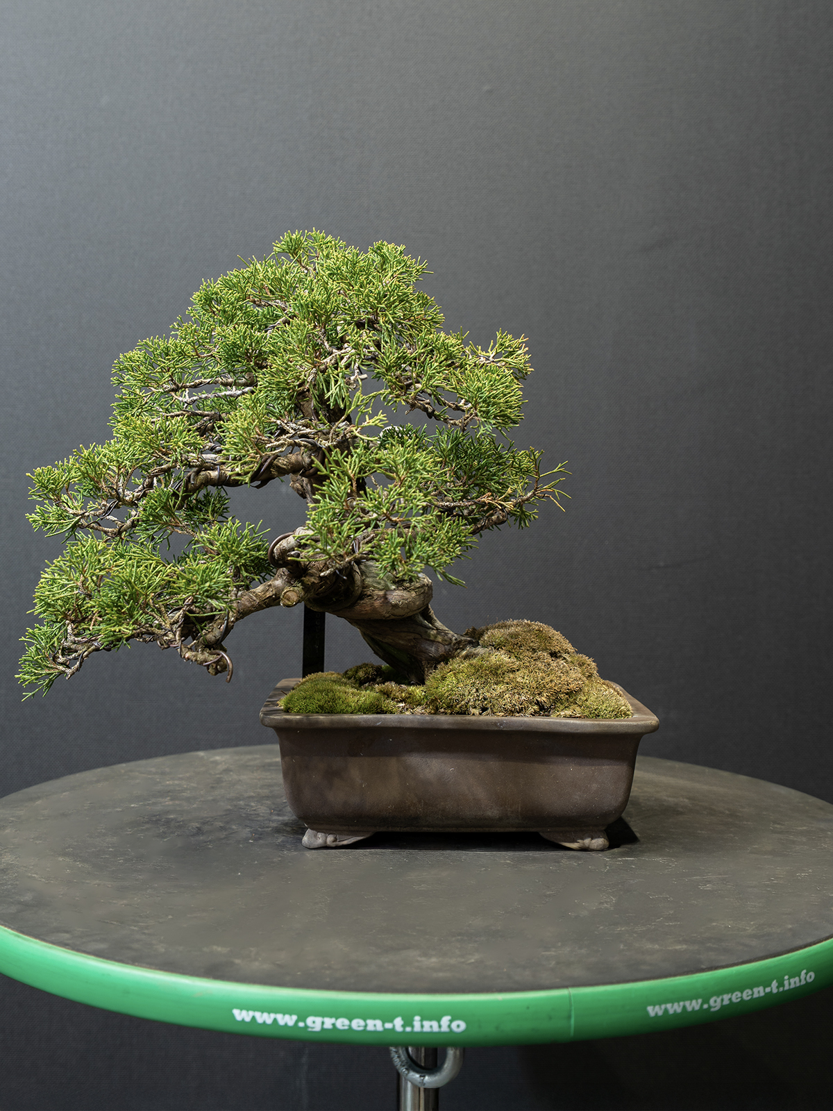 真柏(小) - 画像 (3)