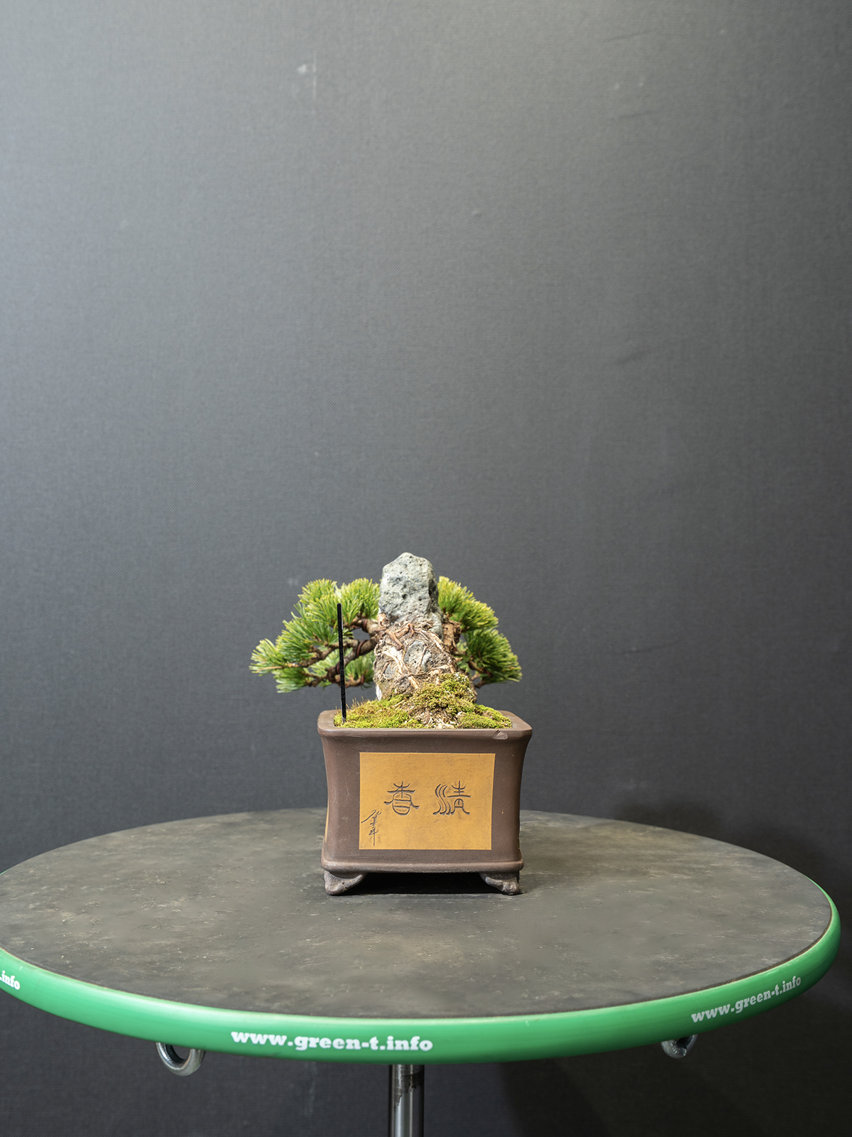 五葉松(小) - 画像 (2)