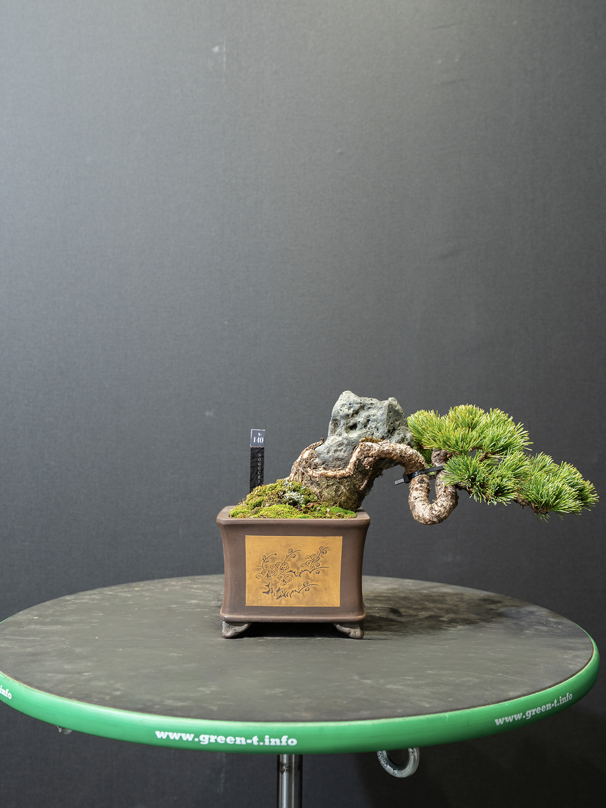 五葉松(小) - 画像 (3)