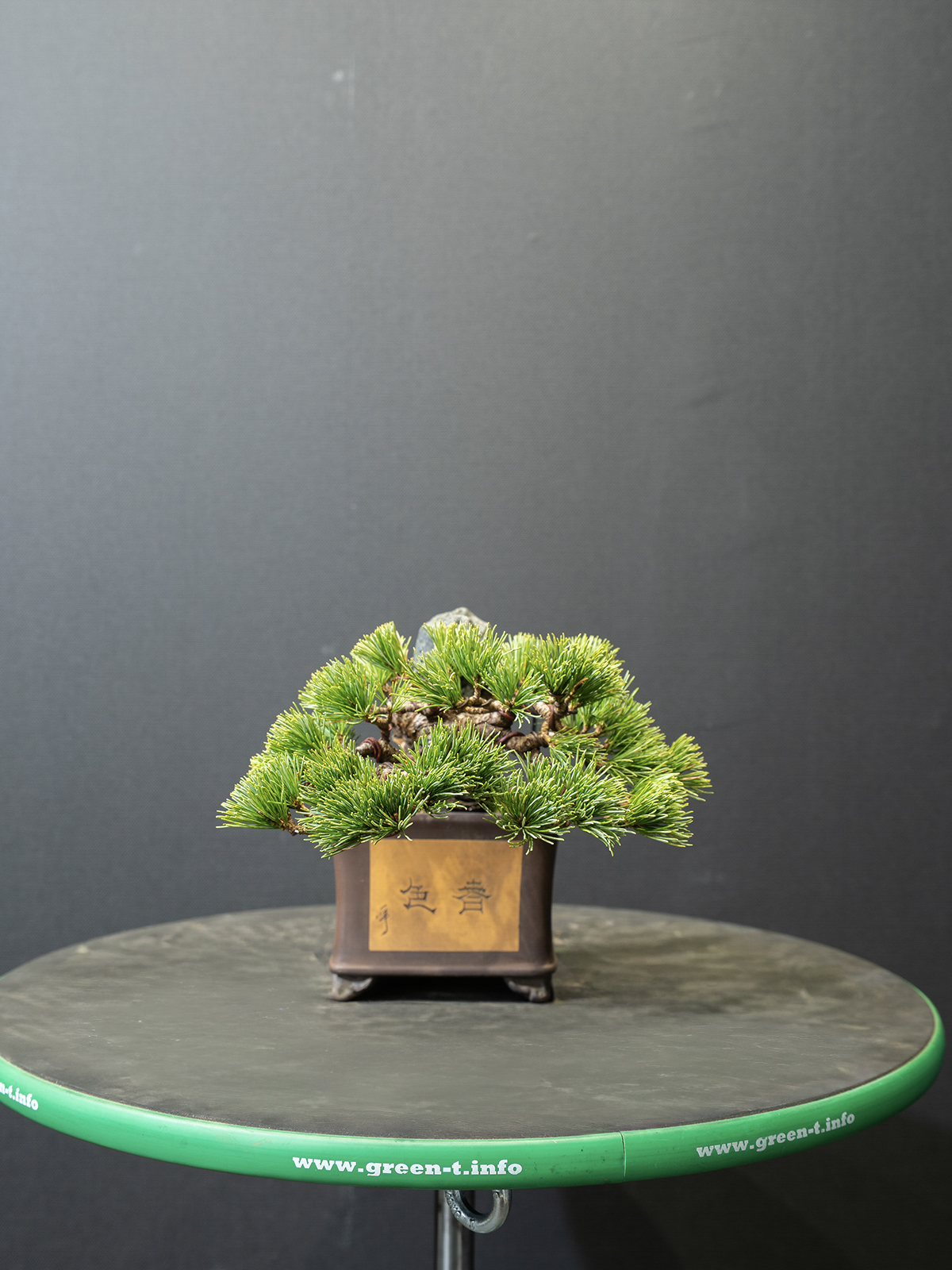 五葉松(小) - 画像 (4)