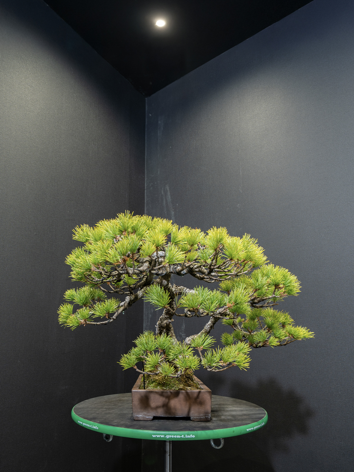 五葉松(中) - 画像 (2)