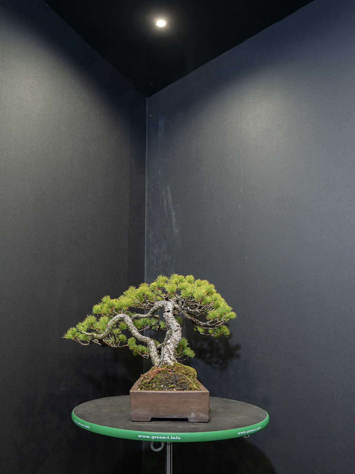 五葉松(中) - 画像 (4)