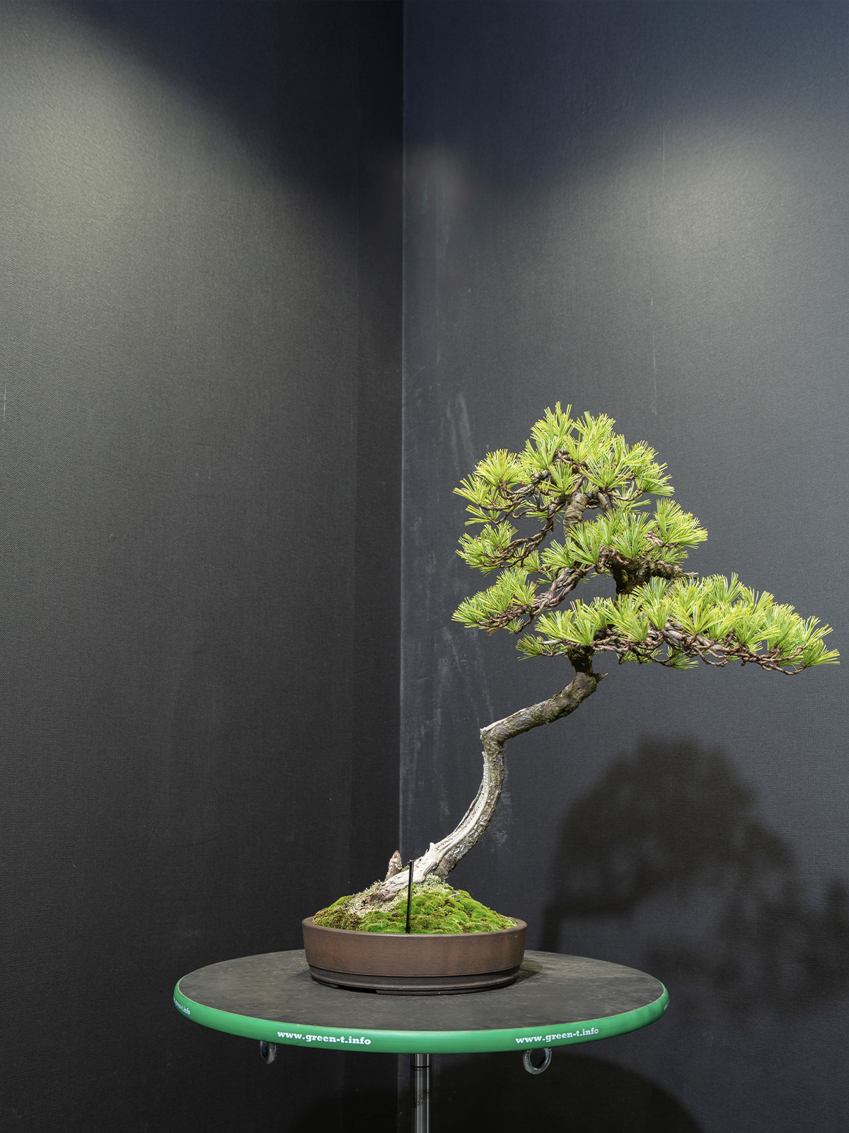 五葉松(中) - 画像 (2)