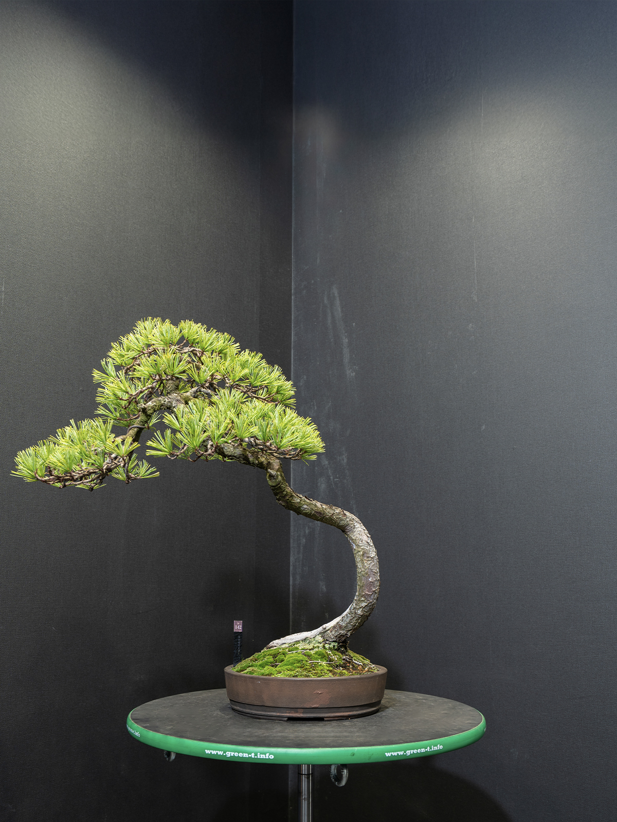 五葉松(中) - 画像 (3)