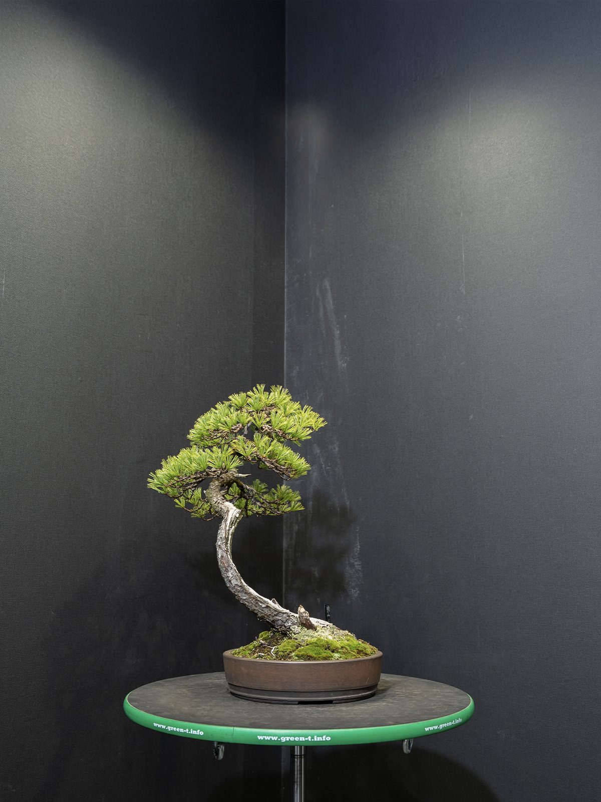 五葉松(中) - 画像 (4)