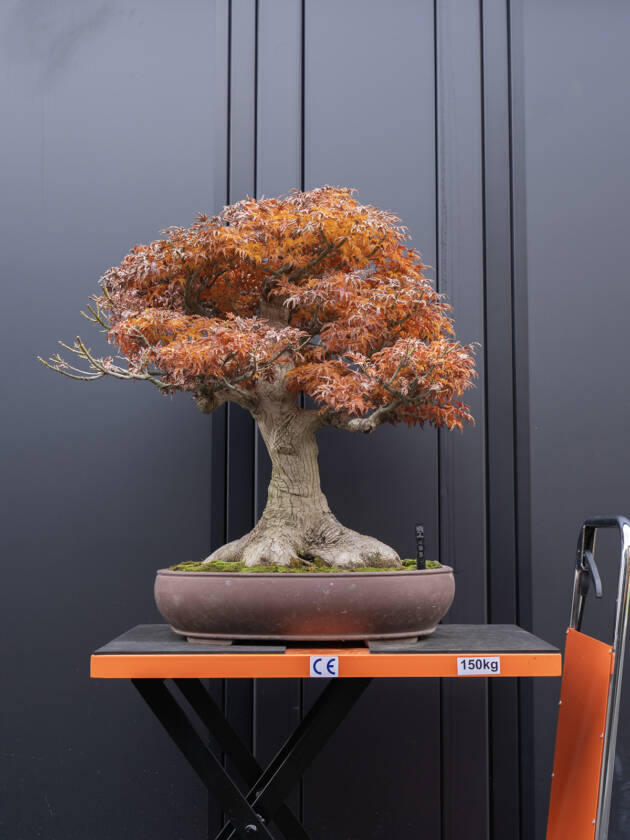 シシガシラ(大)