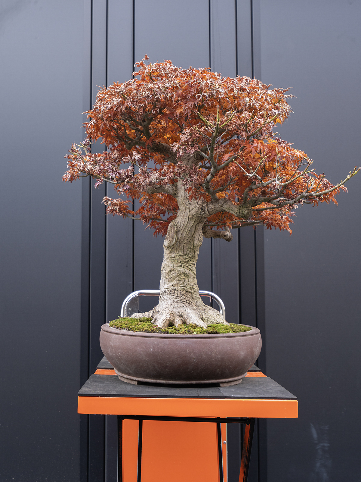 シシガシラ(大) - 画像 (2)