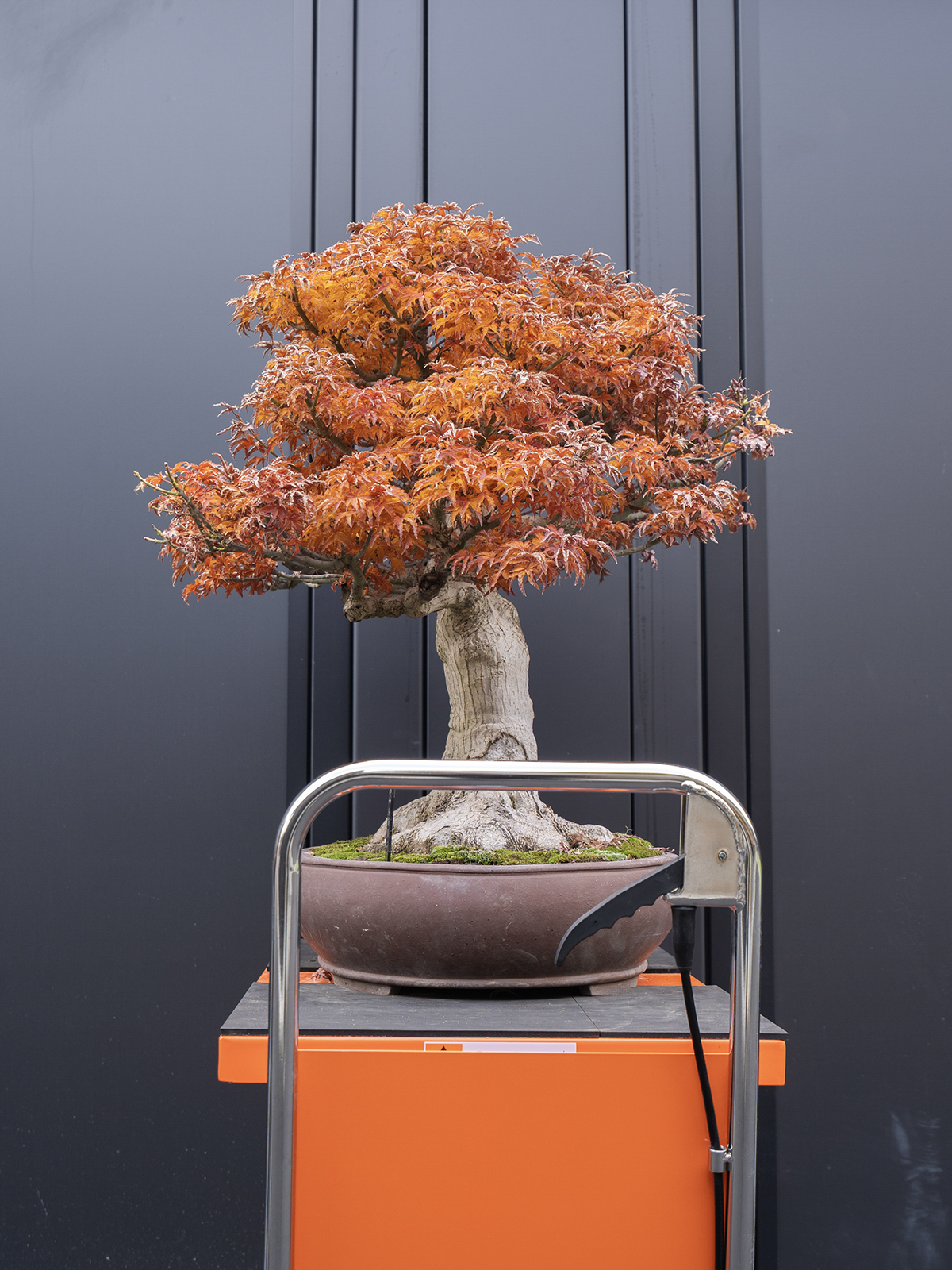 シシガシラ(大) - 画像 (4)