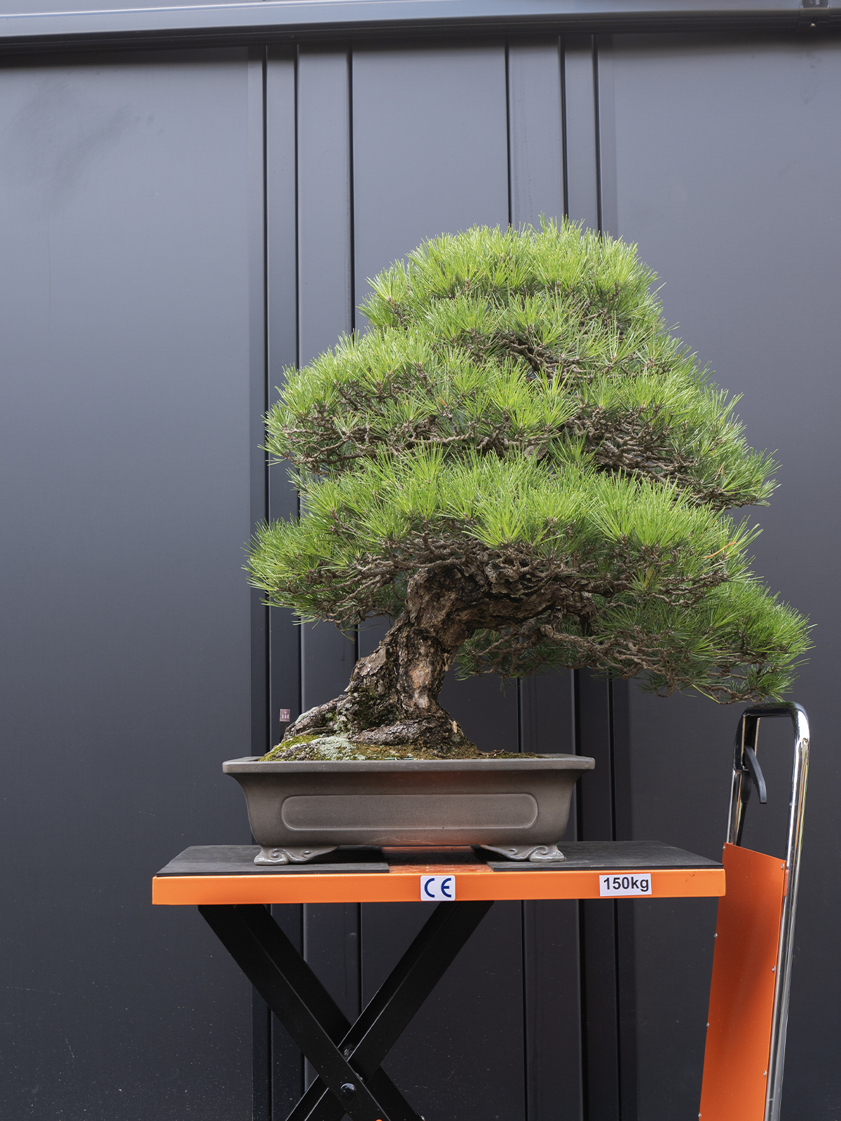 黒松(大) - 画像 (3)