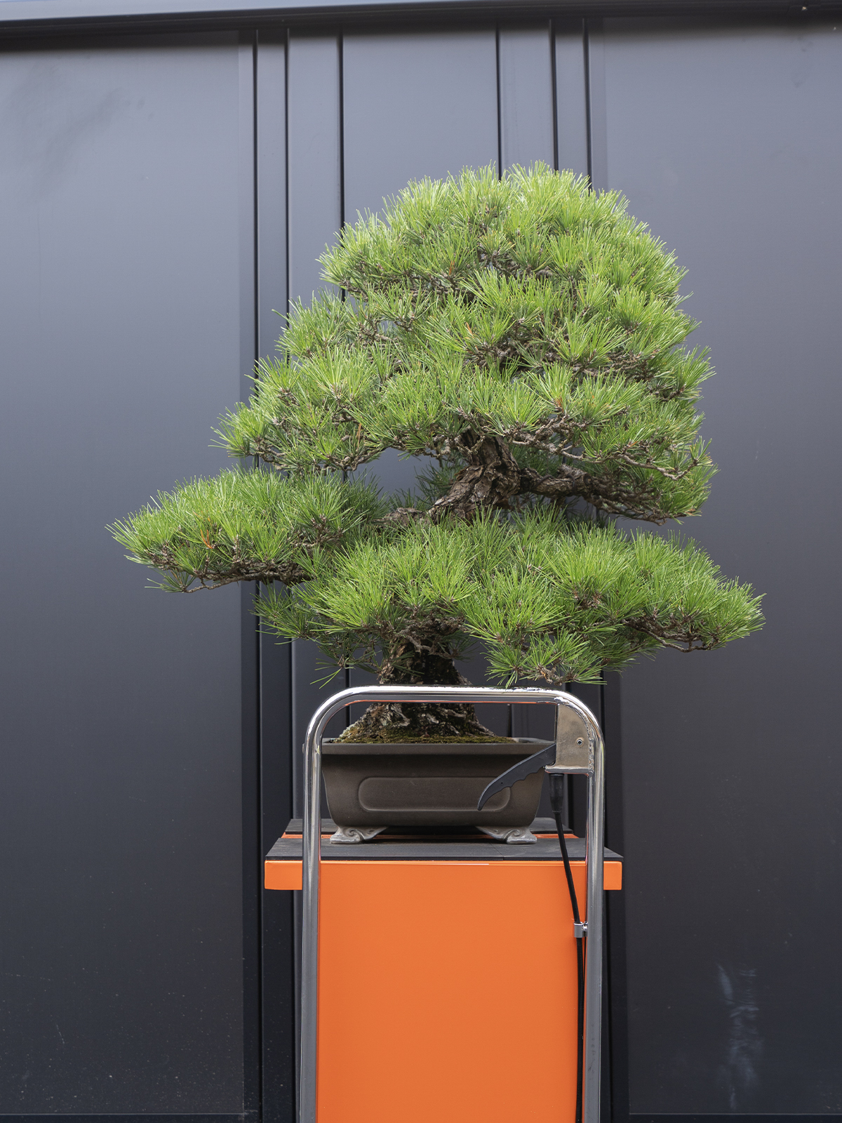 黒松(大) - 画像 (4)