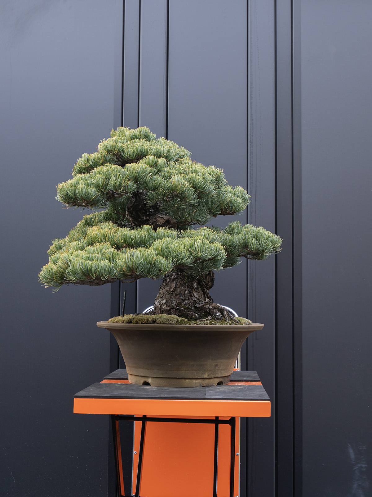 五葉松(大) - 画像 (2)