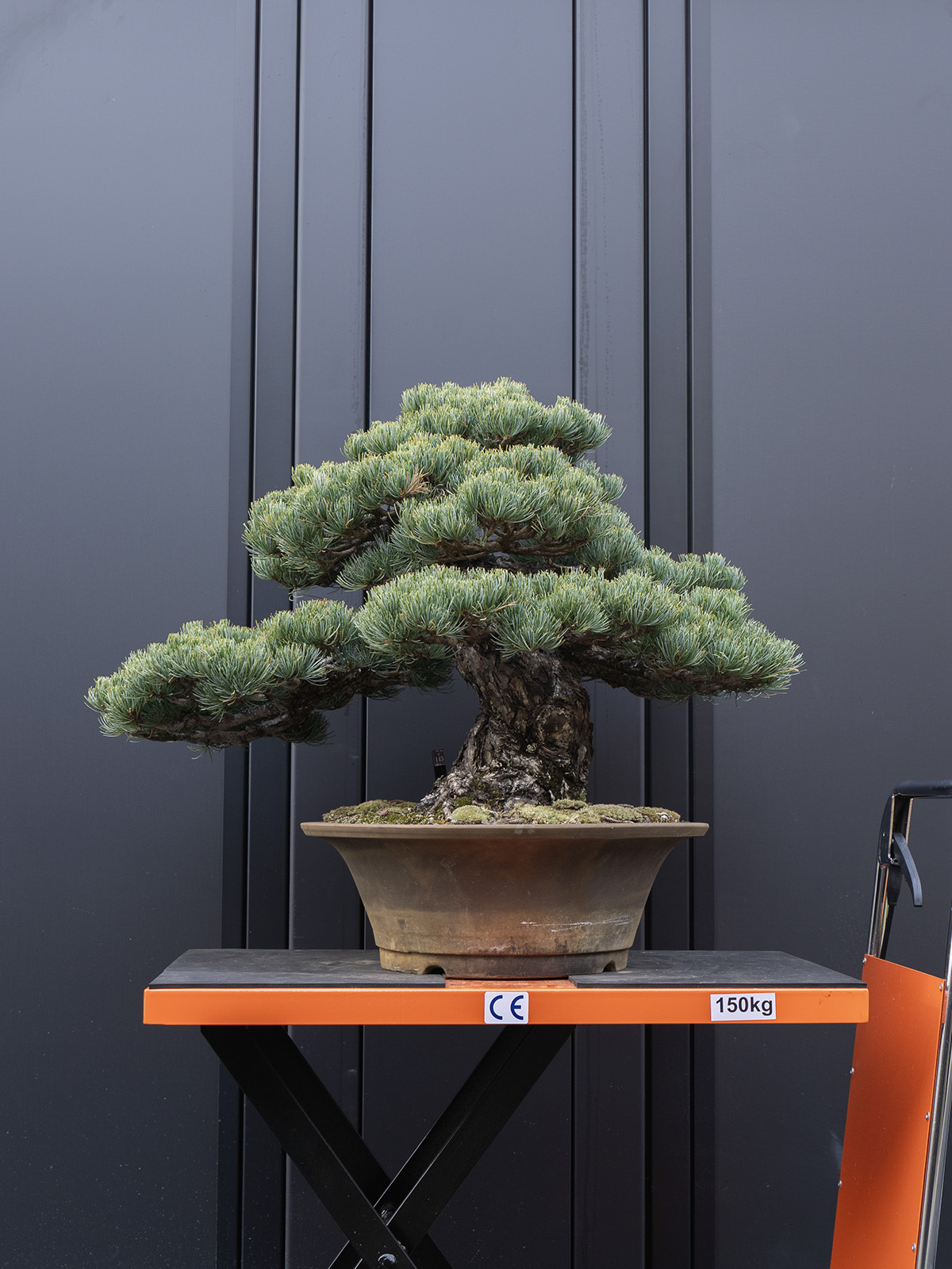 五葉松(大) - 画像 (3)