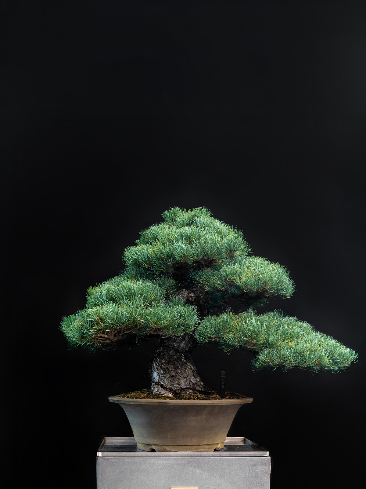 五葉松(大)