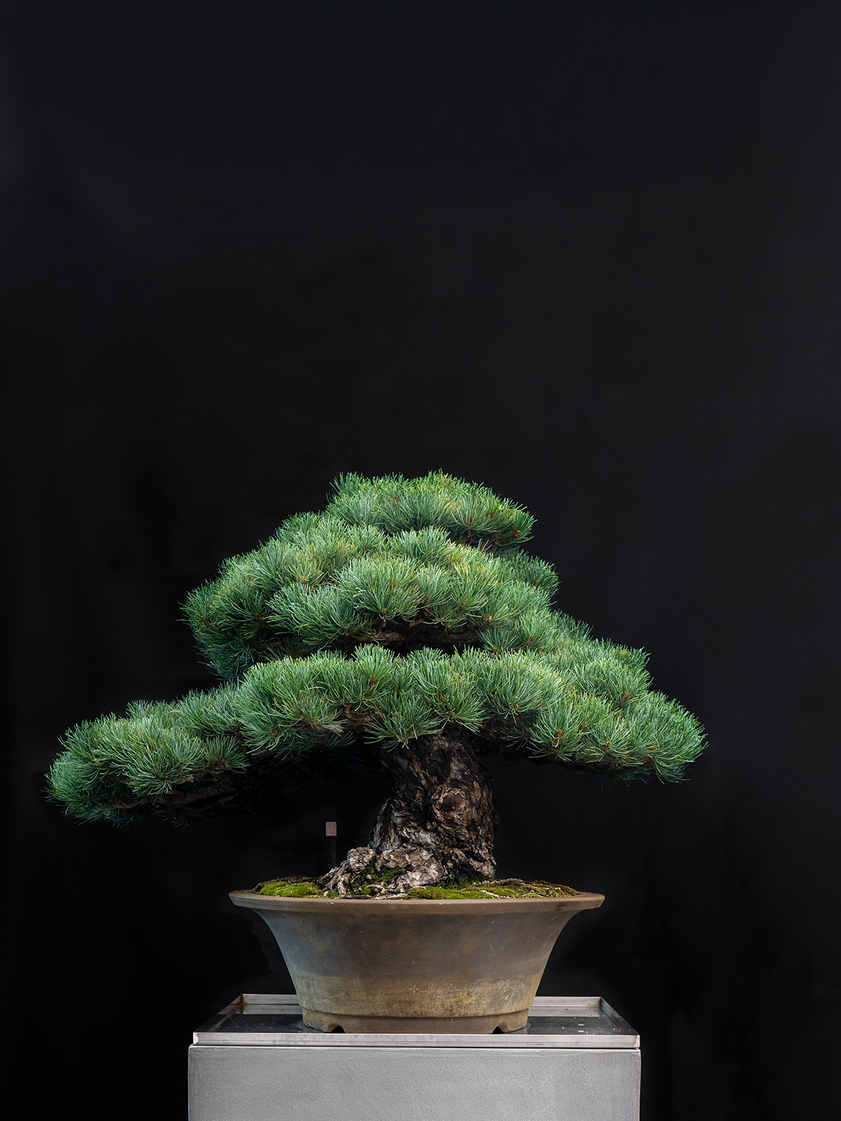 五葉松(大) - 画像 (3)